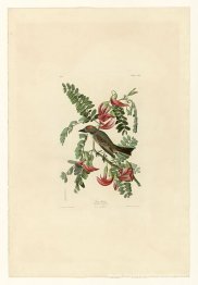 Plaque 170 Tyran gris