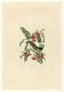 Plaque 170 Tyran gris