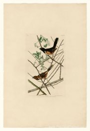 Planche 29. Towhe Bunting