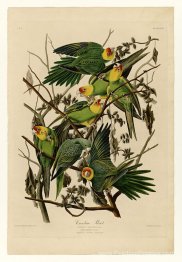 Planche 26. Carolina Parrot