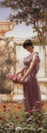 Les fleurs de Vénus