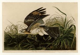 Planche 71 Hawk d'hiver