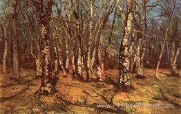 Forêt de hêtre