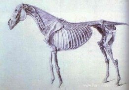 Diagramme de l'anatomie du cheval