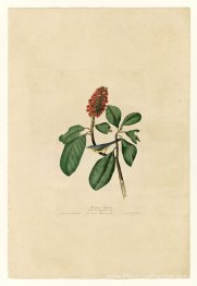Planche 5. Flycatcher de Bonaparte