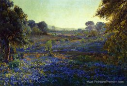Bluebonnets en fin d'après-midi, près de La Grange