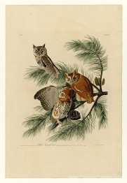 Planche 97 Petite hibou hurlante