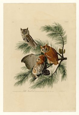 Planche 97 Petite hibou hurlante