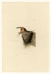 Planche 173 Barn Swallow