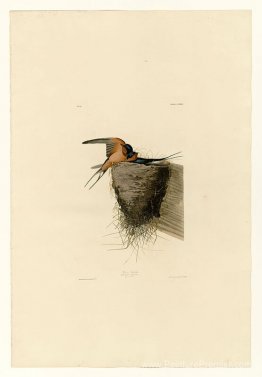 Planche 173 Barn Swallow