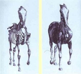 Vue frontale du squelette d'un cheval, étude n ° 10 de «l'anatom