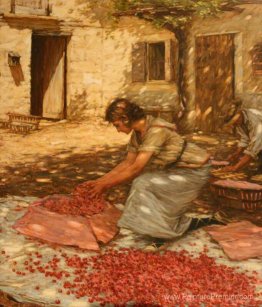 Emballage des cerises à Provence, France