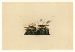 Plaque 108 Couche de couleur renard