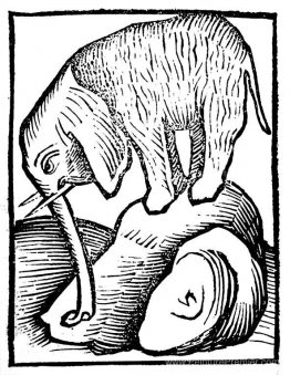 Éléphant à Hortus Sanitatis