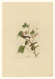 Plaque 69 Bay-Basted Warbler