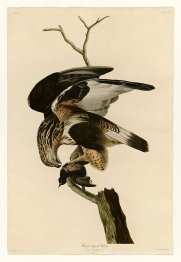 Plaque 166 Falcon à pattes brutes