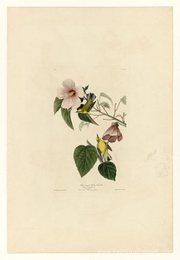Plaque 20. Paruline jaune à ailes bleues