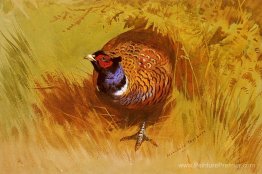 Un coq faisan