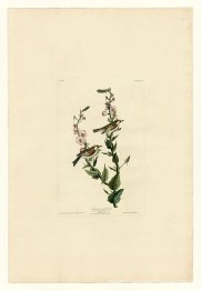 Planche 59. Paruline à côté de châtaignier