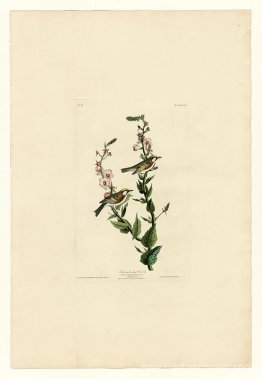 Planche 59. Paruline à côté de châtaignier