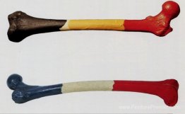 Fémur D’Homme Belge & Fémur de la Femme Française
