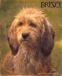 Brizo, un chien de berger