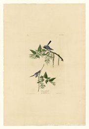 Plaque 84 Blue-Grey-Fly-Catcher