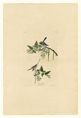 Plaque 84 Blue-Grey-Fly-Catcher