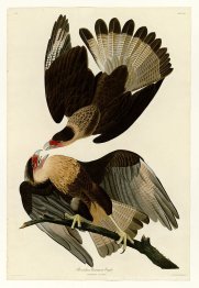 Plaque 161 Eagle Brasilien Caracara