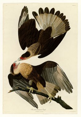 Plaque 161 Eagle Brasilien Caracara