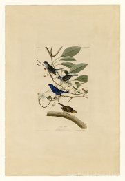 Planche 74 Bird Indigo