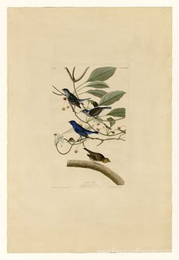 Planche 74 Bird Indigo