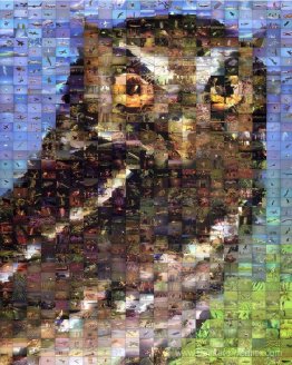 Hibou