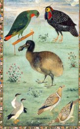 Untitled (Dodo)