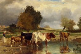 Vaches de mollet au marl