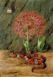 Flor Imperiale, serpent corallien et araignée, Brésil