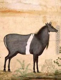 Vache bleue nilgai