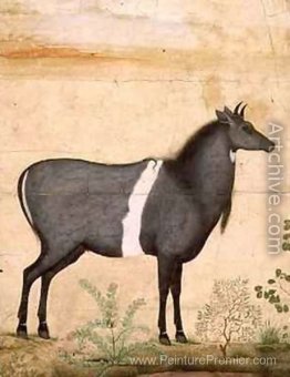 Vache bleue nilgai