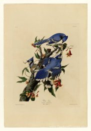 Plaque 102 Blue Jay