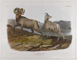 Mouton de montagne rocheux