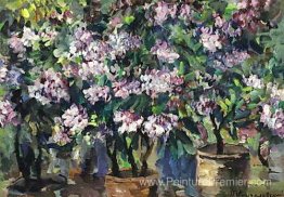 Lilas