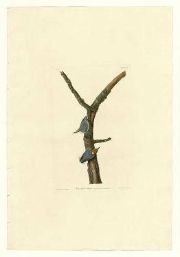 Plaque 125 Autreuse à tête brune