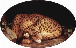 Léopard endormi