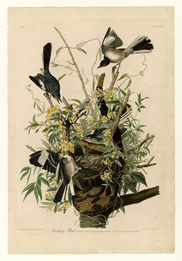 Plaque 21. oiseau moqueur