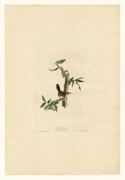 Planche 18. Wren de Bewick