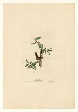 Planche 18. Wren de Bewick