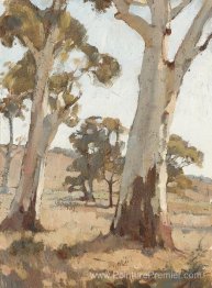 Étude, gommiers, Woodside