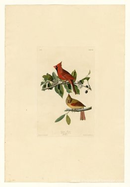 Plaque 159 Cardinal Grosbek