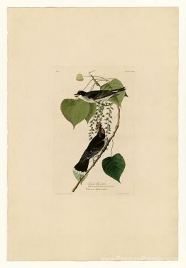Plaque 79 Tyrant Fly-Catcher