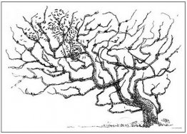 Un arbre